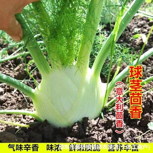 ���o����N�ӽY��С��������������С�~����N���ļ������߲˷N��