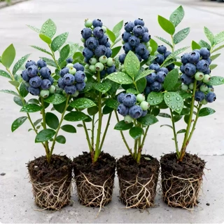 【原钵带土带叶】蓝莓果树苗花香蓝莓苗盆栽地栽大果南北方种植苗