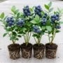 花香种植盆栽地栽果树苗