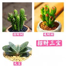 ԶMҵ¶tʯ⻨ֲ҃СͶ