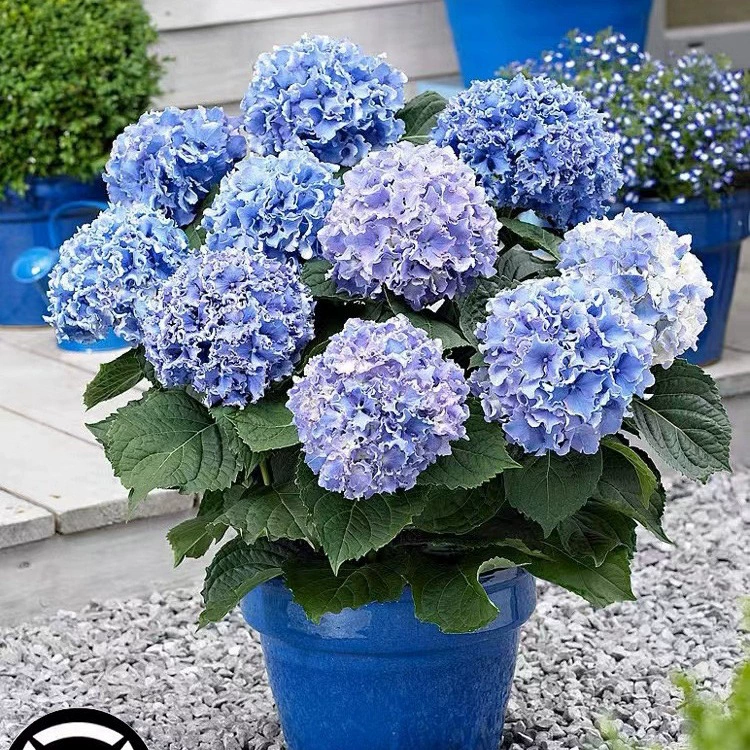 Рассада гортензий цветет круглый год в бесконечном лете, горшечные гортензии с цветами, дворовые цветы, комнатные растения с бутонами цветов.