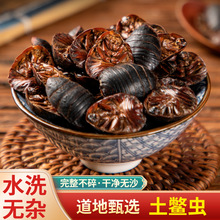 中药材批发零售 土元 土鳖虫虫干 正品地鳖虫 土元干 土元 新货