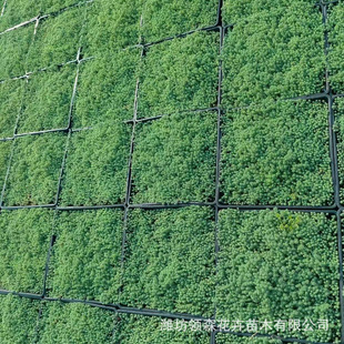 Chinese Sedum Plug Seedlings, Succulent Roots, Qingzhou Base Wholesale, Large Quantity Discount, Chinese Sedum Square Plate