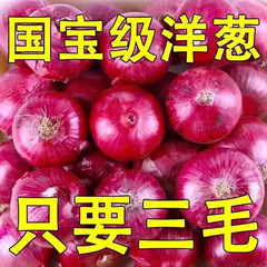 雲南紫紅皮果物玉ねぎ 4.5kg 新鮮な玉ねぎ 甘い生の野菜 新鮮な果物玉ねぎ