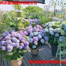 批发八仙绣球花苗 基地直销绣球苗 无尽夏八仙绣球小苗庭院变色花