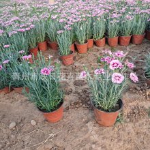 ���ʯ��  �ʺ�ʯ�� ɽ�|���ݲݻ����جF؛ �ʺ�ʯ��С���ͺ�����