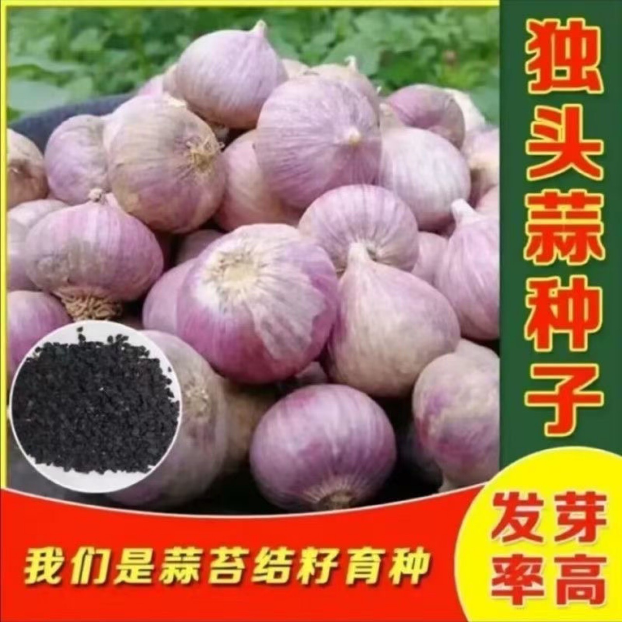 云南紫皮独头蒜种子独蒜头珍珠蒜大蒜头种子红皮非干蒜种子