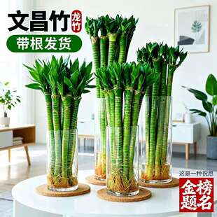 ���F�Ĳ���ˮ���ļ����������׻�Gֲ���������҃�ֲ������՚�