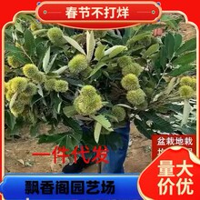 �޽Ӱ�������������������ش����Ә����Ϸ��������ԷNֲ������