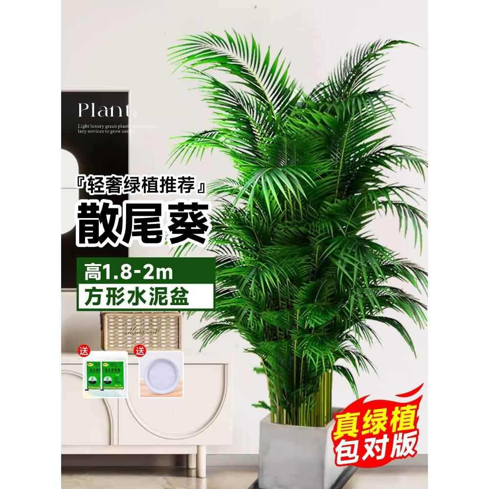 [Door to Door Delivery] 고품질 느슨한 꼬리 해바라기 1.8- 2.1m 그루☆사각 시멘트 분지★사계절 상록수 애완동물