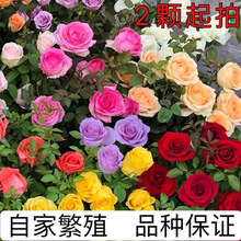 �������¼��������ٴ�����С��ͥԺ�ٱ��༾�_��ֲ��W��