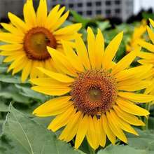 油葵种子油用向日葵瓜子种籽大颗粒型食用向日葵花籽四季种植停用