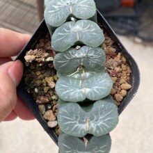 冰湖玉扇日本绿植盆栽景观多肉植物大棚批发龙舌兰仙人球十二卷