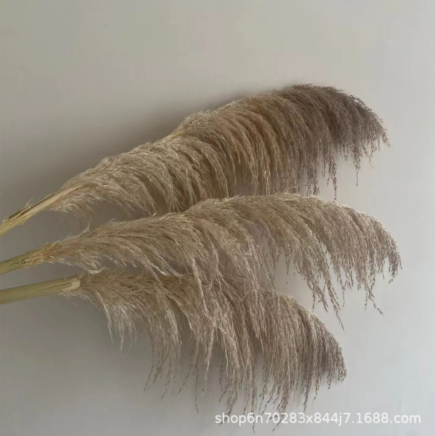 芦苇自然风干蒲苇厂家批发大蒲苇干花花束高枝装饰婚庆插花摆件