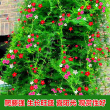 种子爬藤羽叶茑萝种子五角星花易种阳台花新娘花莺萝庭院植物花籽