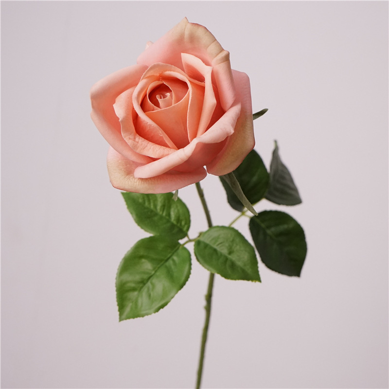 트윈 로즈-카부를 느껴보세요