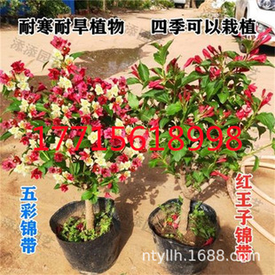 Red Prince's Weeping Flower Seedlings, Colorful Weeping Flowers, Are Planted in All Seasons, Cold-Resistant and Drought-Resistant, Colorful Weeping Flower Saplings, Garden Potted Plants