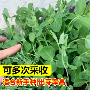 �㶹�N���ļ��˷N�Ѵ��㶹���߲˷N�ӟo��R��С��ѿ���ļ��Nֲ��