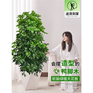 ���_ľ�͏d�Gֲ�Ϙ����������Ϙ�����ľ�k���҃Ȱ˷���ؔ�ļ�����