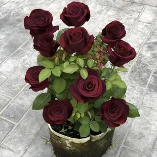 [Exclusive for E-Commerce] Cross-Border Rose Seeds, Red Roses, Multi-Headed Rose Seeds, Flower Seeds