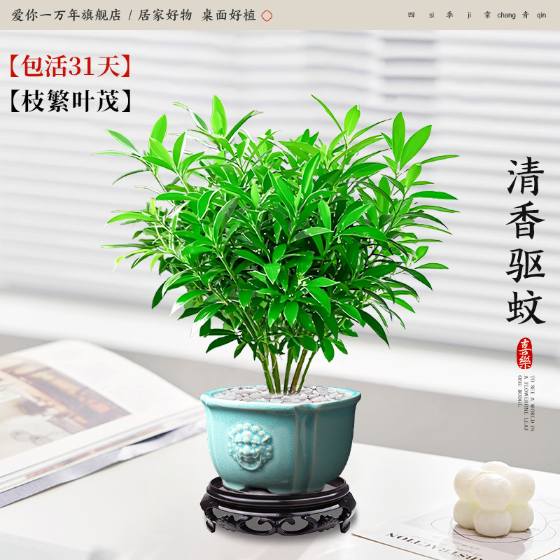 모기퇴치대나무와 편백나무 + 청사자머리 화분 + 원형베이스 (포장석 + 영양액 포함)