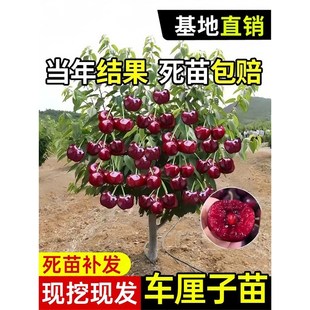 Extra-Large Cherry Saplings for Planting in the North and South, Fruit Tree Seedlings, Grafted Cherry Trees, Courtyard Large Cherry Saplings, Potted Plants