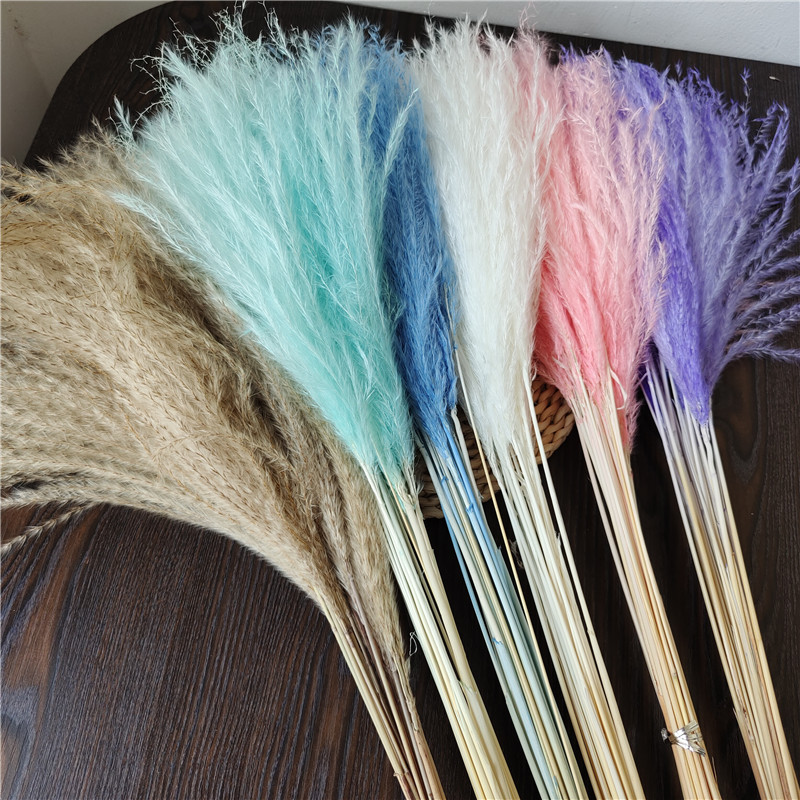 Reed Dried Flower Factory, Mini Dust Brush Flowers—Amazon Cross-Border Supply, Dried Pampas Grass, TikTok-Famous Eternal Flowers, Wholesale Decorations