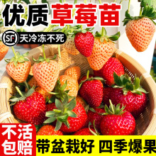 ݮļYͲݮB׻ϱ̨ݮNֲ