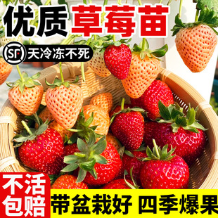 Strawberry Seedling Four Seasons Results Potted Cream Strawberry with Fruit Good Raising Easy to Live Strawberry Planting Seedlings in Balcony of South and North