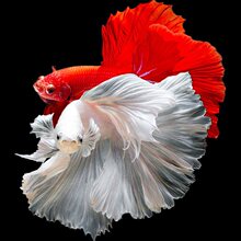 ̩�����~���^�p�~��ĸС�͟Ꭷ��ˮ���w���B�ͻ��鼆β���`�~