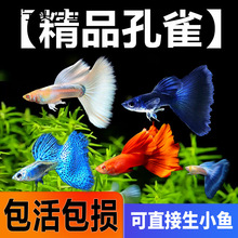 ��ȸ�~���N�Pβ�^�p�~С�͟Ꭷ�~����ˮ���B���~С�~̥���~��
