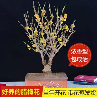 �����������D÷���Լt÷���辰�����҃��̨�����Ϙ��ļ��ͺ�ֲ��
