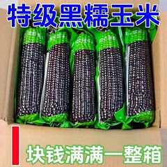 大甩卖】级黑糯玉米新鲜东北甜糯玉米真空紫黏粘玉米即食棒包邮