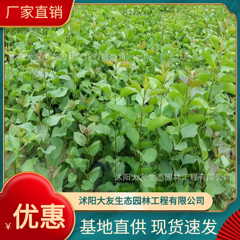 Сирень база оптом собственного производства сортов в комплекте с живописным ландшафтом инженерных зеленых саженцев