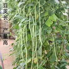 特長豇豆角種綠白條長豆角子種籽高產抗病春夏秋播蔬菜種豇豆種子