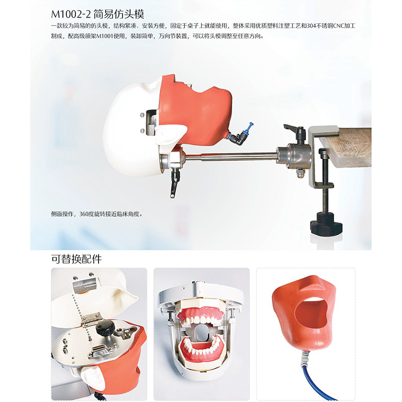 Modelo de simulación dental simple de modelo de práctica de enseñanza oral tipo reposacabezas modelo de cabeza simple de sujeción de mesa modelo de simulación de cabeza image 3