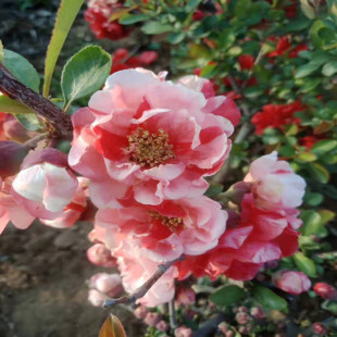 �ذ꺣�Ļ�������ֲ���ļ��҃����ձ�ԭ�����z�����L�۹�ľ������