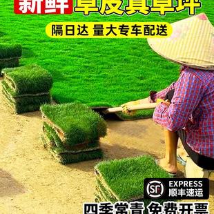 Turf Real Lawn with Soil House Garden Greening All Year Round Green Green Grass Taiwan Grass Manila Turf with Soil