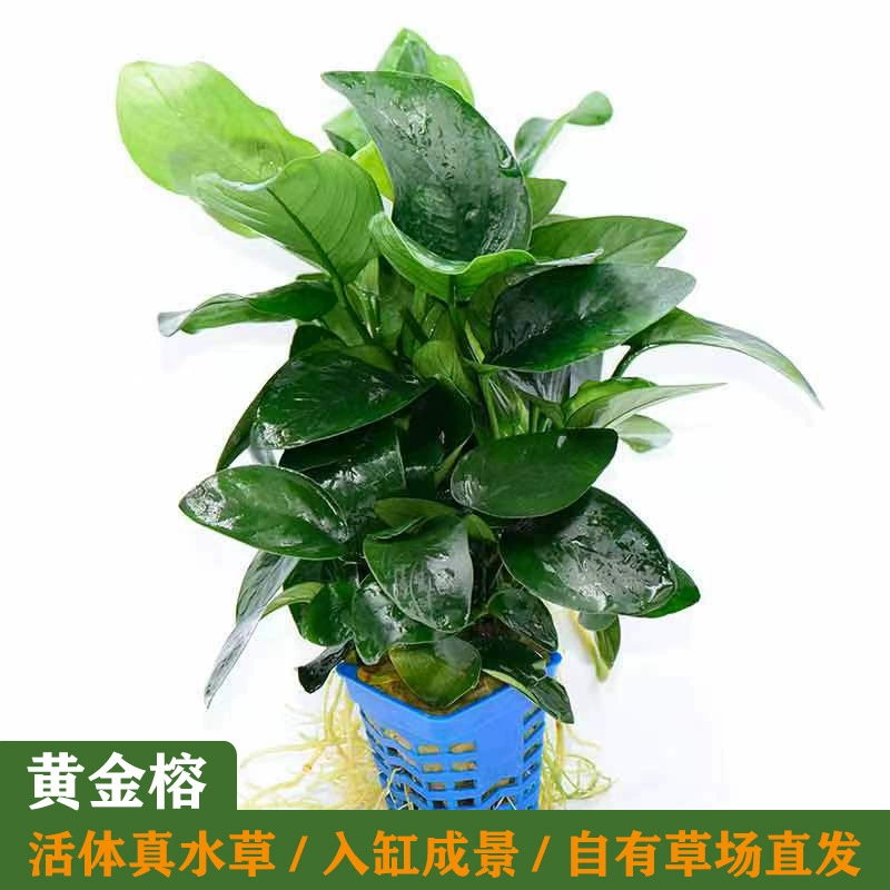 Оптовая Аквариум Водная Трава Золотой Баньян Мини Маленький Баньян Аквариум Пейзаж Водная Трава Жизнь