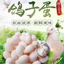 农家散养信鸽草鸽土鸽孕妇儿童辅食现捡现发整箱新鲜鸽子蛋