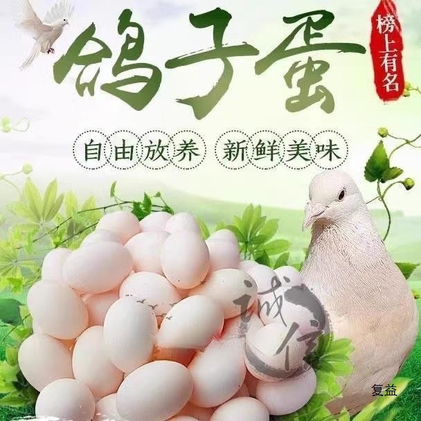 农家散养信鸽草鸽土鸽孕妇儿童辅食现捡现发整箱新鲜鸽子蛋