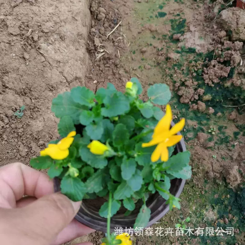 角堇三色堇花苗 阳台庭院室外盆栽花卉易种活 冬天四季开花小角堇