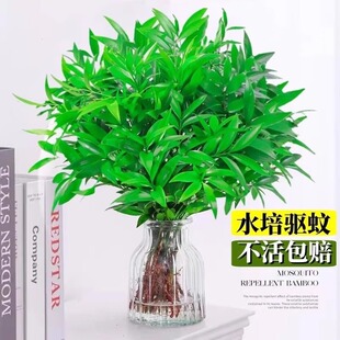 Mosquito Repelling Bamboo and Cypress Potted Hydroponic Plants Office Indoor Desktop Green Planting Living Room Mosquito-proof Flowers Good for All Seasons Evergreen