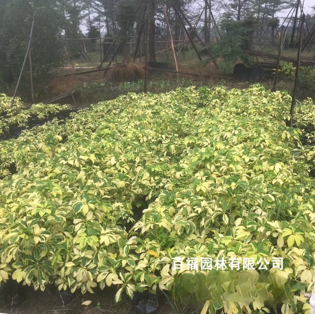 Оптовая мозаика утиная лапка Деревянный цветок восемь листьев утиная лапка садовые саженцы оптовые поставки