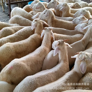 小尾寒羊种羊 育肥羊羔 羊 怀胎羊 杂交小尾寒羊