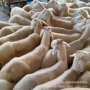 育肥杂交怀胎小尾寒种羊