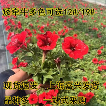 ����ţ���Ի����ɫ���x����ͥԺ�G���ݻ�120��190�蠿ţ�����Ȼ�
