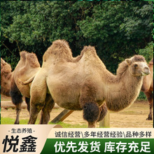 活体骆驼出售骆驼肉一斤多少钱可以家养的骆驼哪里买景区骑乘骆驼