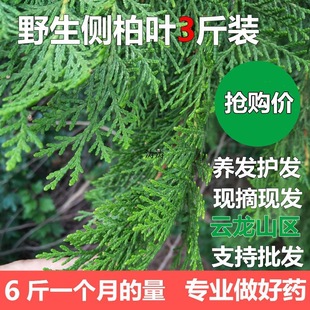 野生新鲜侧柏叶3斤 扁柏叶洗护发水柏树叶中泡酒熏真货H9-阿里巴巴