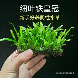 细叶铁皇冠新手鱼缸沉木造景水草绿植阴性真草好养活淡水皇冠植物